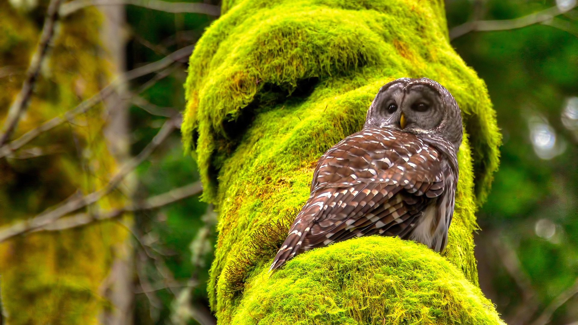 2026世界杯焦点战，爱尔兰绝境重生，生死战力克喀麦隆