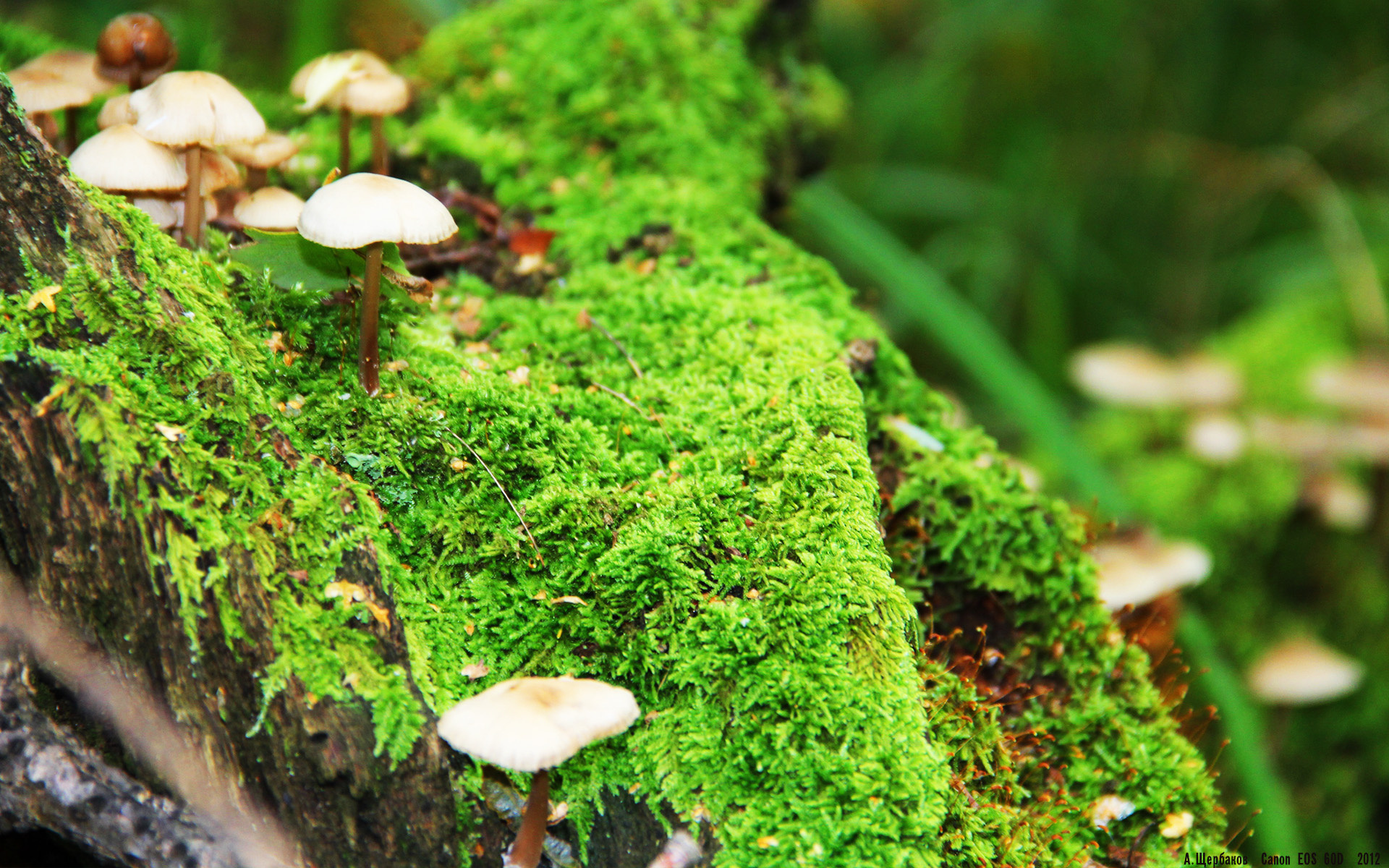 马刺强压广东队,杰伦·格林成为关键先生